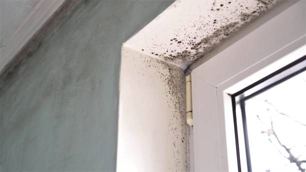 Professional Mold Removal in Mckinley, PA