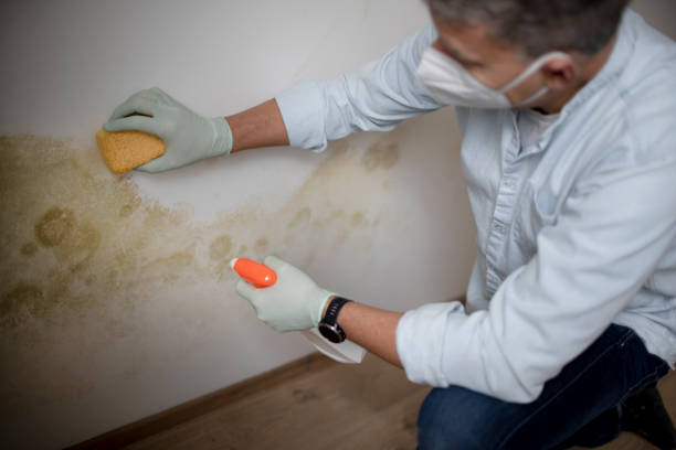Home Mold Removal in Mckinley, PA