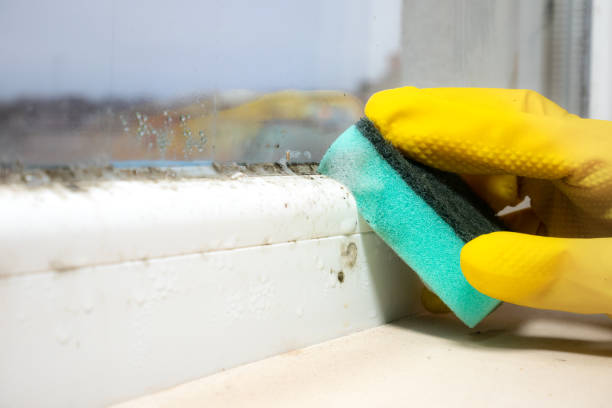 Best Mold Remediation  in Mckinley, PA
