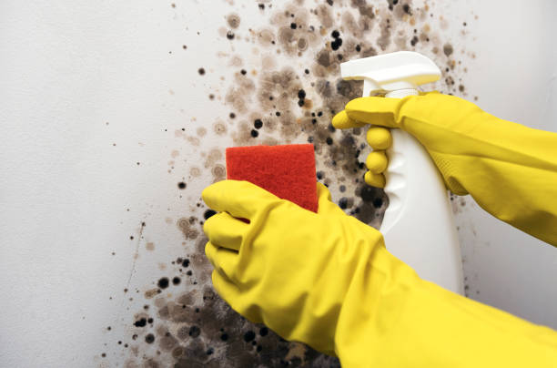 Crawl Space Mold Removal in Mckinley, PA